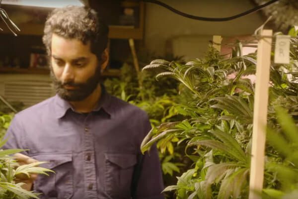 Weediquette Series