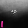 Little Simz Lotus